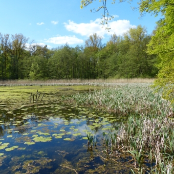 Mengelshäuser Teich