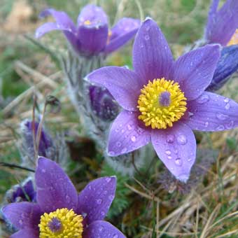 Pulsatilla