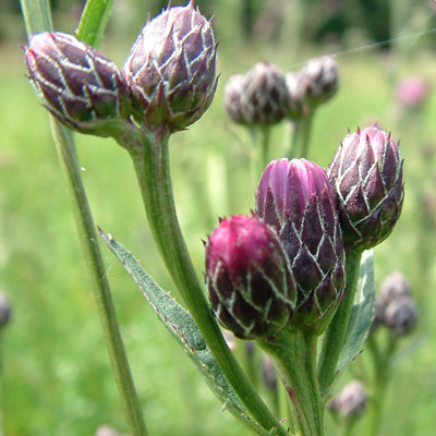 Serratula