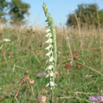 Spiranthes